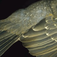 Winged Flight.jpg