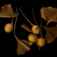Ginkgo in Autumn.jpg