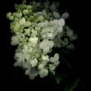 PeeGee Hydrangea.jpg