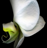 Orchid Nun.jpg