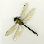 dragonfly.jpg