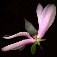 Jane Magnolia.jpg