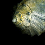 Whelk Shell Submarine.jpg