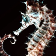Seahorse.jpg