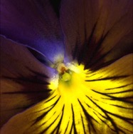 Electric Pansy.jpg