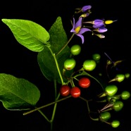 Bittersweet Nightshade.jpg