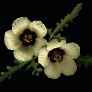 Nemophila.jpg