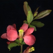 Flowering Quince.jpg