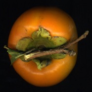 Persimmon.jpg
