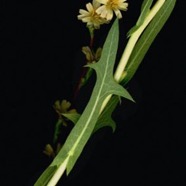 Wild Lettuce.jpg