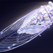 Cicada Who Wanted to be a Firefly.jpg